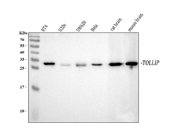 Western blot analysis of Tollip using anti-Tollip antibody (PA2005).