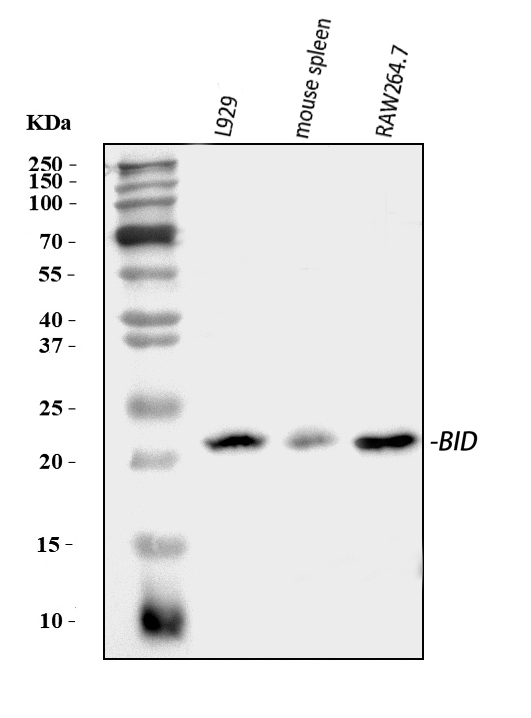 Western blot analysis of Bid using anti-Bid antibody (PA2015).