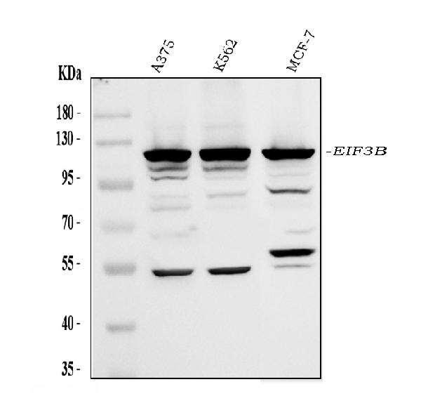 Western blot analysis of EIF3B using anti-EIF3B antibody (PA2030).