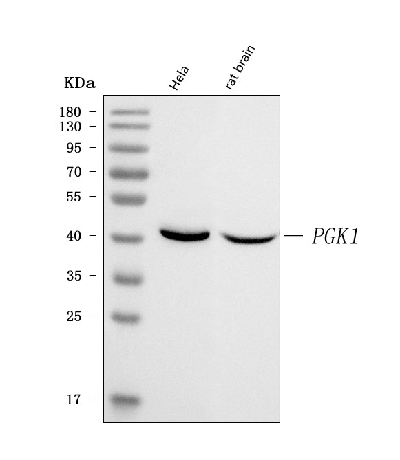 Western blot analysis of PGK1 using anti-PGK1 antibody (PA2045).