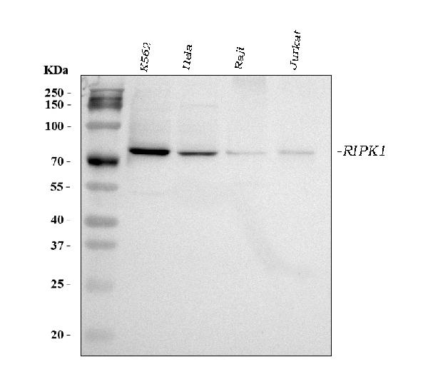 Western blot analysis of RIPK1 using anti-RIPK1 antibody (PA2051).