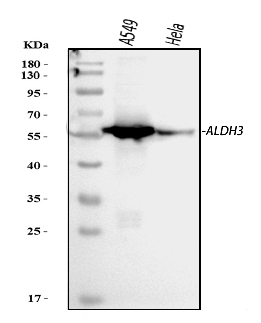 Western blot analysis of ALDH3A1 using anti-ALDH3A1 antibody (PA2074).