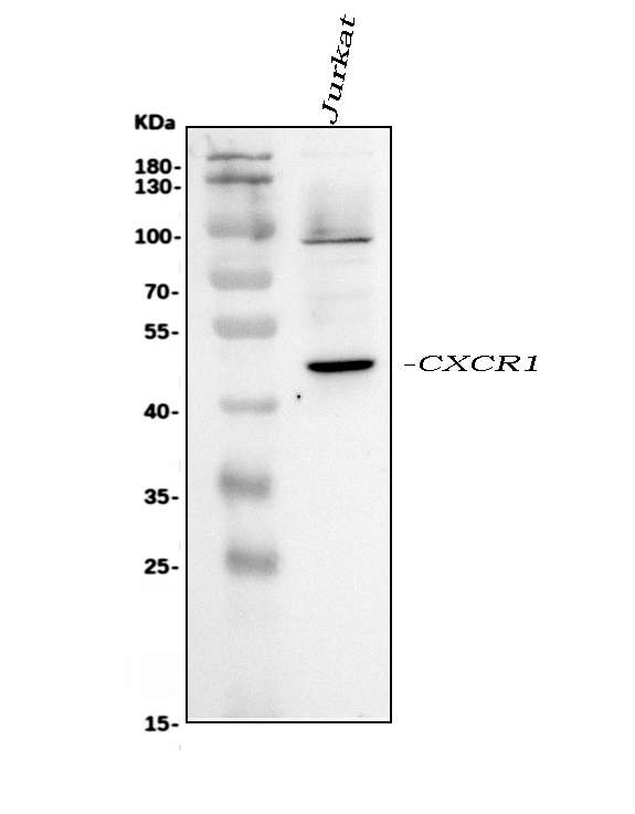 Western blot analysis of CXCR1 using anti-CXCR1 antibody (PA2080).