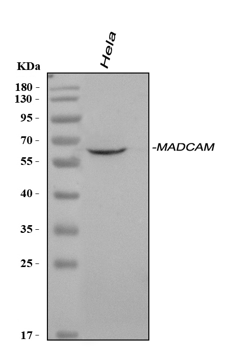 Western blot analysis of MAdCAM1 using anti-MAdCAM1 antibody (PA2083).