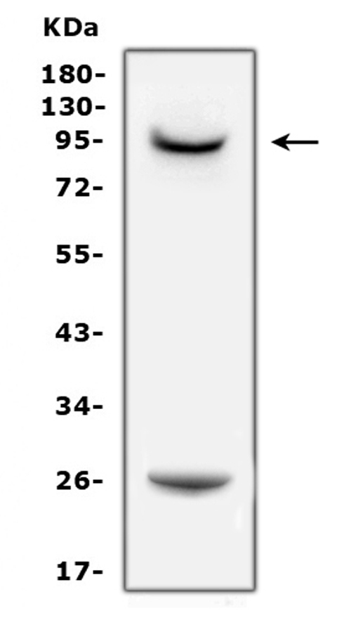 Western blot analysis of PRLR using anti-PRLR antibody (PA2087). Electrophoresis was performed on a 5-20% SDS-PAGE gel at 70V (Stacking gel) / 90V (Resolving gel) for 2-3 hours. The sample well of each lane was loaded with 50ug of sample under reducing conditions. Lane 1: rat PC-12 whole cell lysates. After Electrophoresis, proteins were transferred to a Nitrocellulose membrane at 150mA for 50-90 minutes. Blocked the membrane with 5% Non-fat Milk/ TBS for 1.5 hour at RT. The membrane was incubated with rabbit anti-PRLR antigen affinity purified polyclonal antibody (Catalog # PA2087) at 0.5 μg/mL overnight at 4°C, then washed with TBS-0.1%Tween 3 times with 5 minutes each and probed with a goat anti-rabbit IgG-HRP secondary antibody at a dilution of 1:10000 for 1.5 hour at RT. The signal is developed using an Enhanced Chemiluminescent detection (ECL) kit (Catalog # EK1002) with Tanon 5200 system. A specific band was detected for PRLR at approximately 90KD. The expected band size for PRLR is at 70KD.