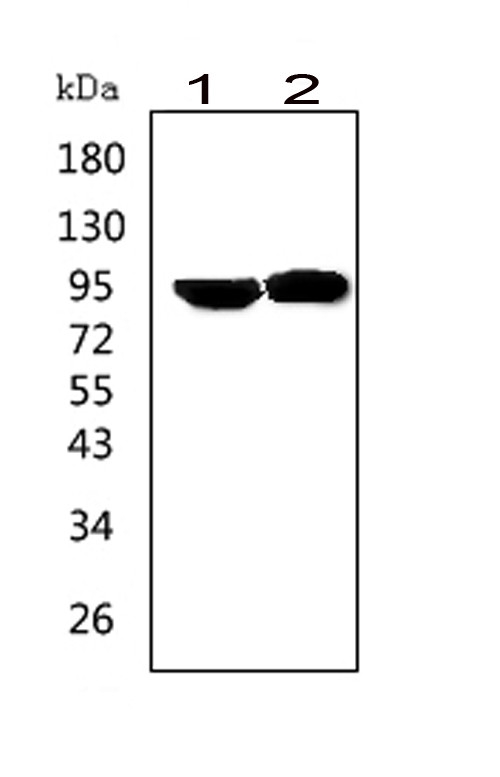 Western blot analysis of PRLR using anti-PRLR antibody (PA2087). Electrophoresis was performed on a 5-20% SDS-PAGE gel at 70V (Stacking gel) / 90V (Resolving gel) for 2-3 hours. The sample well of each lane was loaded with 50ug of sample under reducing conditions. Lane 1: human Hela whole cell lysates, Lane 2: human MCF-7 whole cell lysates. After Electrophoresis, proteins were transferred to a Nitrocellulose membrane at 150mA for 50-90 minutes. Blocked the membrane with 5% Non-fat Milk/ TBS for 1.5 hour at RT. The membrane was incubated with rabbit anti-PRLR antigen affinity purified polyclonal antibody (Catalog # PA2087) at 0.5 μg/mL overnight at 4°C, then washed with TBS-0.1%Tween 3 times with 5 minutes each and probed with a goat anti-rabbit IgG-HRP secondary antibody at a dilution of 1:10000 for 1.5 hour at RT. The signal is developed using an Enhanced Chemiluminescent detection (ECL) kit (Catalog # EK1002) with Tanon 5200 system. A specific band was detected for PRLR at approximately 95KD. The expected band size for PRLR is at 70KD.