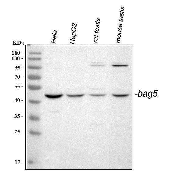 Western blot analysis of BAG5 using anti-BAG5 antibody (PA2101).