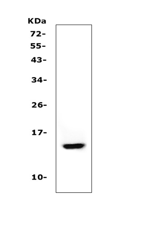 Western blot analysis of Cystatin A/CSTA using anti-Cystatin A/CSTA antibody (PA2105). Electrophoresis was performed on a 5-20% SDS-PAGE gel at 70V (Stacking gel) / 90V (Resolving gel) for 2-3 hours. The sample well of each lane was loaded with 50ug of sample under reducing conditions. Lane 1: human A431 whole cell lysates. After Electrophoresis, proteins were transferred to a Nitrocellulose membrane at 150mA for 50-90 minutes. Blocked the membrane with 5% Non-fat Milk/ TBS for 1.5 hour at RT. The membrane was incubated with rabbit anti-Cystatin A/CSTA antigen affinity purified polyclonal antibody (Catalog # PA2105) at 0.5 μg/mL overnight at 4°C, then washed with TBS-0.1%Tween 3 times with 5 minutes each and probed with a goat anti-rabbit IgG-HRP secondary antibody at a dilution of 1:10000 for 1.5 hour at RT. The signal is developed using an Enhanced Chemiluminescent detection (ECL) kit (Catalog # EK1002) with Tanon 5200 system. A specific band was detected for Cystatin A/CSTA at approximately 14KD. The expected band size for Cystatin A/CSTA is at 11KD.