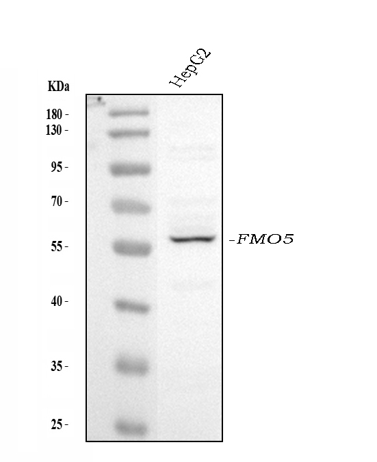 Western blot analysis of FMO5 using anti-FMO5 antibody (PA2108).