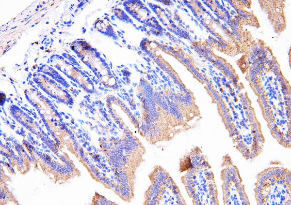 IHC analysis of Cyclophilin B/PPIB using anti-Cyclophilin B/PPIB antibody (PA2151). Cyclophilin B/PPIB was detected in paraffin-embedded section of mouse intestine tissues. Heat mediated antigen retrieval was performed in citrate buffer (pH6, epitope retrieval solution) for 20 mins. The tissue section was blocked with 10% goat serum. The tissue section was then incubated with 1μg/ml rabbit anti-Cyclophilin B/PPIB Antibody (PA2151) overnight at 4°C. Biotinylated goat anti-rabbit IgG was used as secondary antibody and incubated for 30 minutes at 37°C. The tissue section was developed using Strepavidin-Biotin-Complex (SABC)(Catalog # SA1022) with DAB as the chromogen.