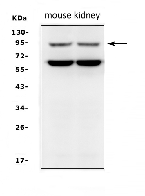 Western blot analysis of SLC9A2 using anti-SLC9A2 antibody (PA2219). Electrophoresis was performed on a 5-20% SDS-PAGE gel at 70V (Stacking gel) / 90V (Resolving gel) for 2-3 hours. The sample well of each lane was loaded with 50ug of sample under reducing conditions. Lane 1: mouse kidney tissue lysates, Lane 2: mouse kidney tissue lysates. After Electrophoresis, proteins were transferred to a Nitrocellulose membrane at 150mA for 50-90 minutes. Blocked the membrane with 5% Non-fat Milk/ TBS for 1.5 hour at RT. The membrane was incubated with rabbit anti-SLC9A2 antigen affinity purified polyclonal antibody (Catalog # PA2219) at 0.5 μg/mL overnight at 4°C, then washed with TBS-0.1%Tween 3 times with 5 minutes each and probed with a goat anti-rabbit IgG-HRP secondary antibody at a dilution of 1:10000 for 1.5 hour at RT. The signal is developed using an Enhanced Chemiluminescent detection (ECL) kit (Catalog # EK1002) with Tanon 5200 system. A specific band was detected for SLC9A2 at approximately 91KD. The expected band size for SLC9A2 is at 91KD.