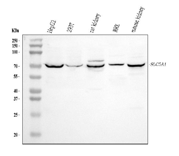 Western blot analysis of SLC5A1 using anti-SLC5A1 antibody (PA2244).