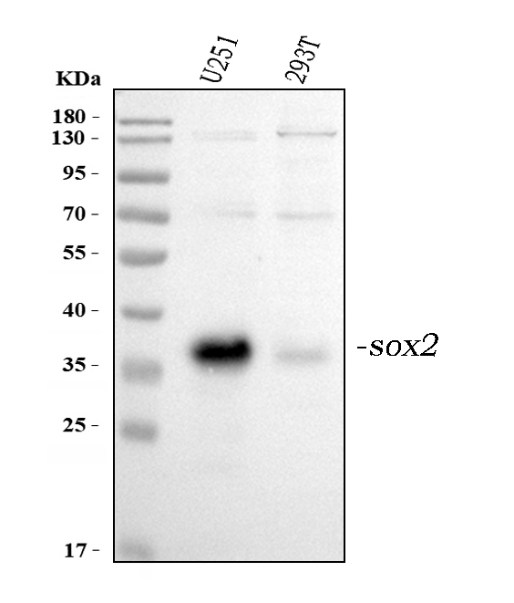 Western blot analysis of SOX2 using anti-SOX2 antibody (PA2284).