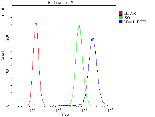 Flow Cytometry analysis of A431 cells using anti-DDAH1 antibody (PB10000). Overlay histogram showing A431 cells stained with PB10000 (Blue line).The cells were blocked with 10% normal goat serum. And then incubated with rabbit anti-DDAH1 Antibody (PB10000,1μg/1x106 cells) for 30 min at 20°C. DyLight®488 conjugated goat anti-rabbit IgG (BA1127, 5-10μg/1x106 cells) was used as secondary antibody for 30 minutes at 20°C. Isotype control antibody (Green line) was rabbit IgG (1μg/1x106) used under the same conditions. Unlabelled sample (Red line) was also used as a control.