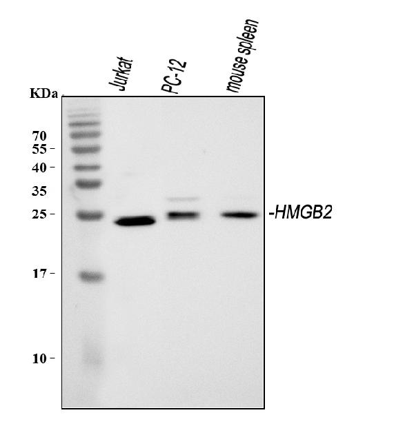 Western blot analysis of HMGB2 using anti-HMGB2 antibody (PB10002).