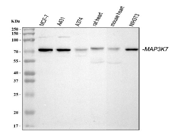 Western blot analysis of TAK1 using anti-TAK1 antibody (PB10006).