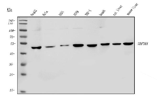 Western blot analysis of MAP3K8 using anti-MAP3K8 antibody (PB10007).