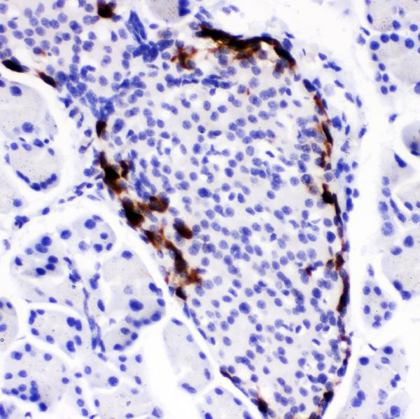 IHC analysis of Peptide YY using anti-Peptide YY antibody (PB10014). Peptide YY was detected in paraffin-embedded section of mouse pancreas tissues. Heat mediated antigen retrieval was performed in citrate buffer (pH6, epitope retrieval solution) for 20 mins. The tissue section was blocked with 10% goat serum. The tissue section was then incubated with 1μg/ml rabbit anti-Peptide YY Antibody (PB10014) overnight at 4°C. Biotinylated goat anti-rabbit IgG was used as secondary antibody and incubated for 30 minutes at 37°C. The tissue section was developed using Strepavidin-Biotin-Complex (SABC)(Catalog # SA1022) with DAB as the chromogen.