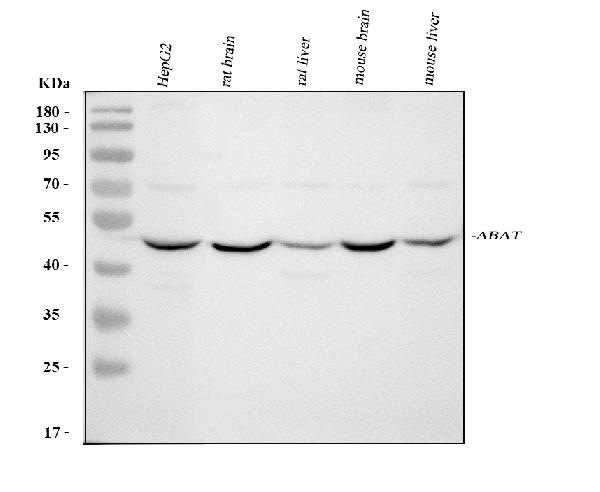 Western blot analysis of ABAT using anti-ABAT antibody (PB10019).