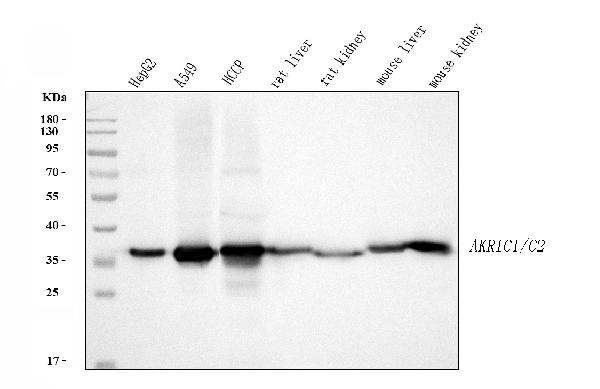 Western blot analysis of AKR1C1/C2 using anti-AKR1C1/C2 antibody (PB10036).