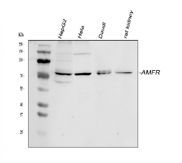 Western blot analysis of AMFR using anti-AMFR antibody (PB10039).