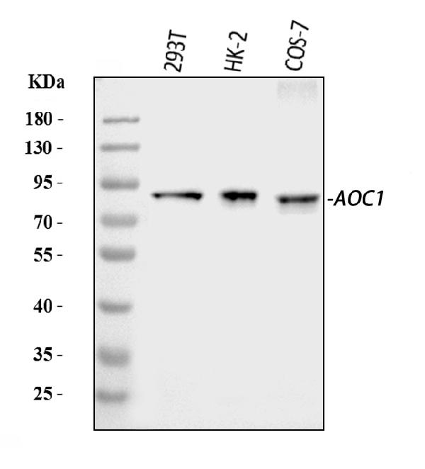 Western blot analysis of ABP1/AOC1 using anti-ABP1/AOC1 antibody (PB10040).