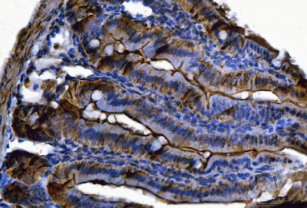 IHC analysis of Fgf19(Fgf15) using anti-Fgf19(Fgf15) antibody (PB10062).