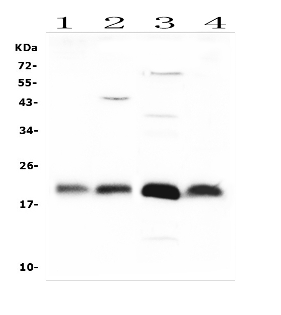 Western blot analysis of FGF21 using anti-FGF21 antibody (PB10063). Electrophoresis was performed on a 5-20% SDS-PAGE gel at 70V (Stacking gel) / 90V (Resolving gel) for 2-3 hours. The sample well of each lane was loaded with 50ug of sample under reducing conditions. Lane 1: rat spleen tissue lysates, Lane 2: rat liver tissue lysates, Lane 3: rat RH35 whole cell lysates, Lane 4: rat brain tissue lysates. After Electrophoresis, proteins were transferred to a Nitrocellulose membrane at 150mA for 50-90 minutes. Blocked the membrane with 5% Non-fat Milk/ TBS for 1.5 hour at RT. The membrane was incubated with rabbit anti-FGF21 antigen affinity purified polyclonal antibody (Catalog # PB10063) at 0.5 μg/mL overnight at 4°C, then washed with TBS-0.1%Tween 3 times with 5 minutes each and probed with a goat anti-rabbit IgG-HRP secondary antibody at a dilution of 1:10000 for 1.5 hour at RT. The signal is developed using an Enhanced Chemiluminescent detection (ECL) kit (Catalog # EK1002) with Tanon 5200 system. A specific band was detected for FGF21 at approximately 22KD. The expected band size for FGF21 is at 22KD.