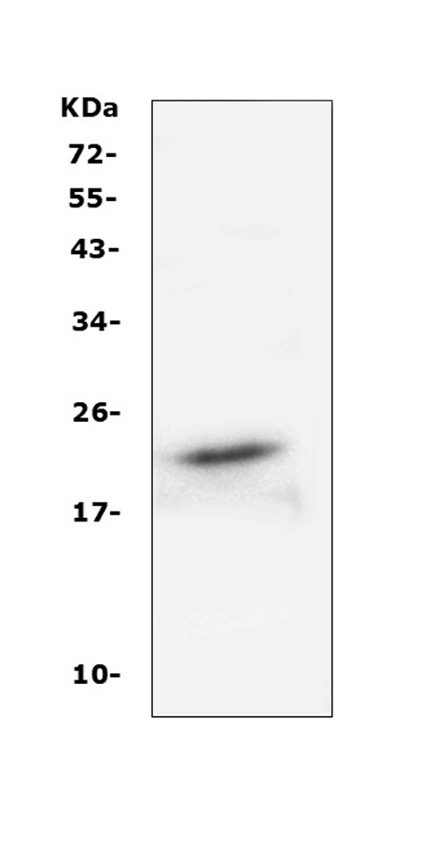 Western blot analysis of FGF21 using anti-FGF21 antibody (PB10063). Electrophoresis was performed on a 5-20% SDS-PAGE gel at 70V (Stacking gel) / 90V (Resolving gel) for 2-3 hours. The sample well of each lane was loaded with 50ug of sample under reducing conditions. Lane 1: mouse RAW264.7 whole cell lysates. After Electrophoresis, proteins were transferred to a Nitrocellulose membrane at 150mA for 50-90 minutes. Blocked the membrane with 5% Non-fat Milk/ TBS for 1.5 hour at RT. The membrane was incubated with rabbit anti-FGF21 antigen affinity purified polyclonal antibody (Catalog # PB10063) at 0.5 μg/mL overnight at 4°C, then washed with TBS-0.1%Tween 3 times with 5 minutes each and probed with a goat anti-rabbit IgG-HRP secondary antibody at a dilution of 1:10000 for 1.5 hour at RT. The signal is developed using an Enhanced Chemiluminescent detection (ECL) kit (Catalog # EK1002) with Tanon 5200 system. A specific band was detected for FGF21 at approximately 22KD. The expected band size for FGF21 is at 22KD.