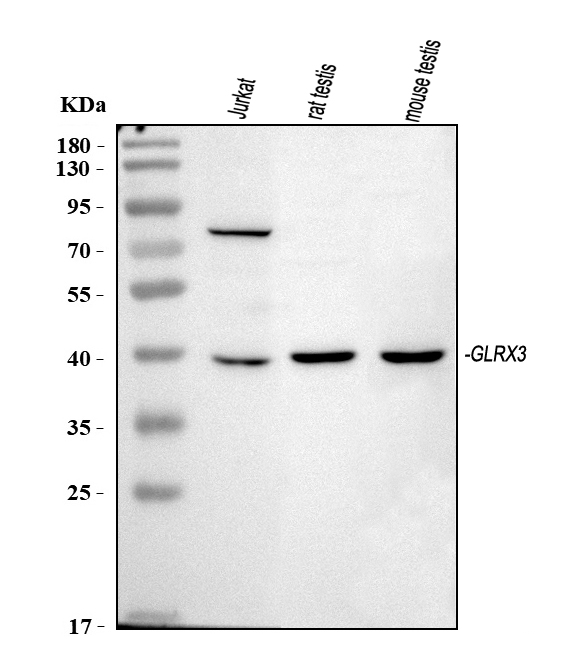 Western blot analysis of TXNL2 using anti-TXNL2 antibody (PB10066).