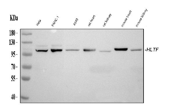 Western blot analysis of HLTF using anti-HLTF antibody (PB10070).