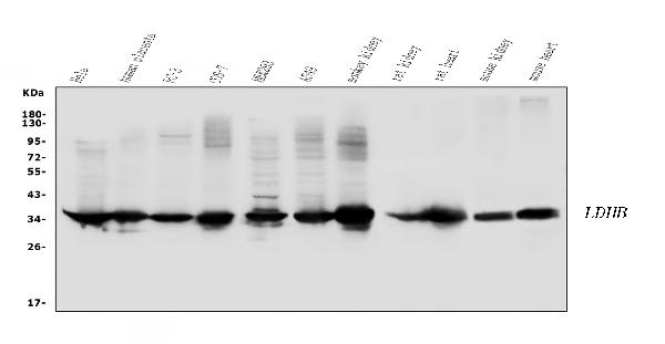 Western blot analysis of LDHB using anti-LDHB antibody (PB10076).