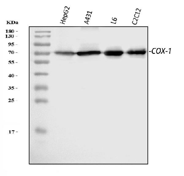 Western blot analysis of COX1/Cyclooxygenase 1/PTGS1 using anti-COX1/Cyclooxygenase 1/PTGS1 antibody (PB9002).