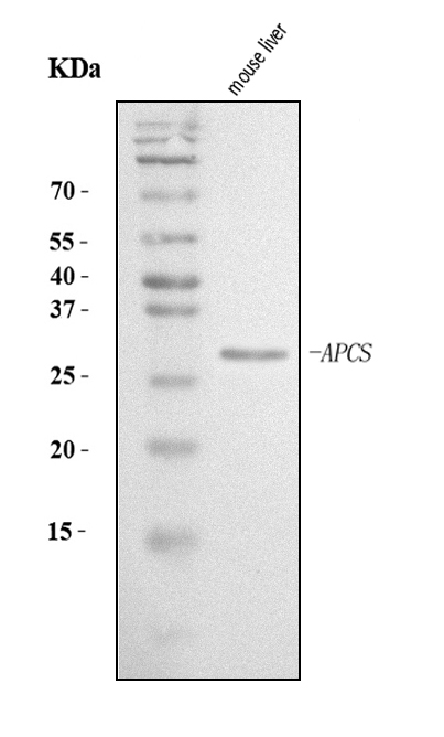 Western blot analysis of Serum Amyloid P using anti-Serum Amyloid P antibody (PB9020).