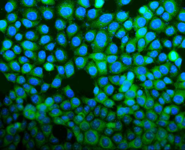 IF analysis of Bid using anti-Bid antibody (PB9027).