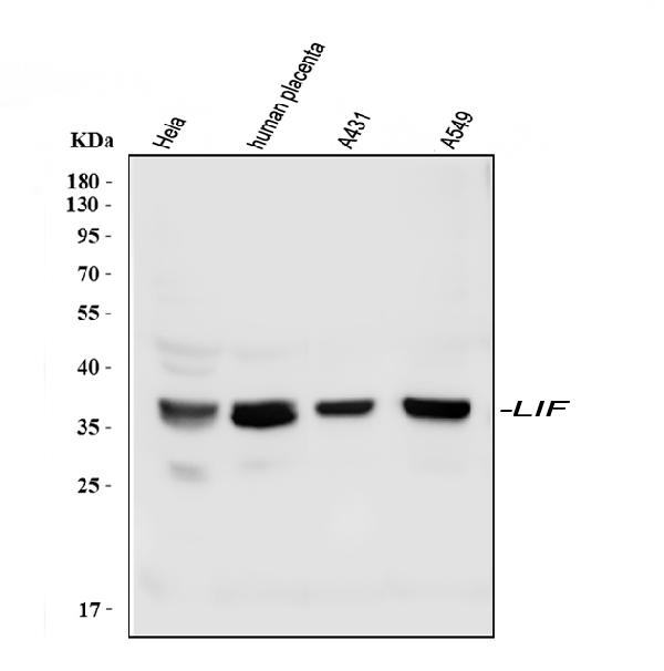 Western blot analysis of LIF using anti-LIF antibody (PB9036).