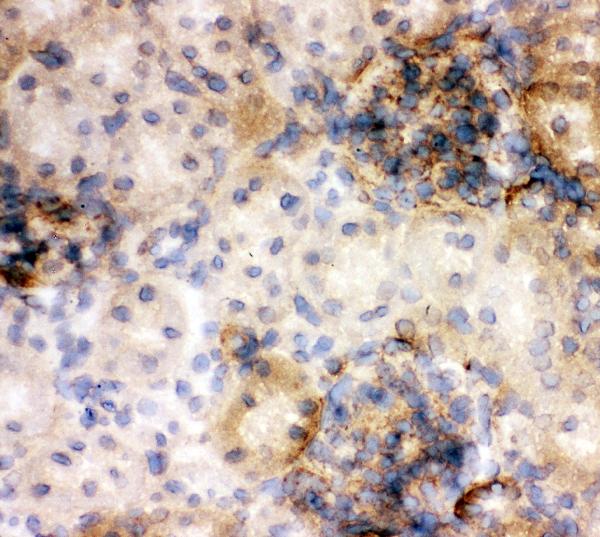 IHC analysis of Annexin V using anti-Annexin V antibody (PB9044). Annexin V was detected in frozen section of rat kidney tissues. The tissue section was blocked with 10% goat serum. The tissue section was then incubated with 1μg/ml rabbit anti-Annexin V Antibody (PB9044) overnight at 4°C. Biotinylated goat anti-rabbit IgG was used as secondary antibody and incubated for 30 minutes at 37°C. The tissue section was developed using Strepavidin-Biotin-Complex (SABC)(Catalog # SA1022) with DAB as the chromogen.