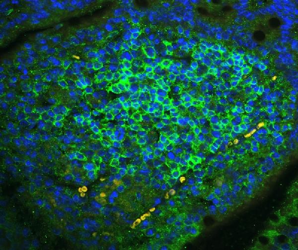 IF analysis of CD23 using anti-CD23 antibody (PB9051) CD23 was detected in paraffin-embedded section of mouse lymphaden tissues. Heat mediated antigen retrieval was performed in citrate buffer (pH6, epitope retrieval solution ) for 20 mins. The tissue section was blocked with 10% goat serum. The tissue section was then incubated with 1μg/mL rabbit anti-CD23 Antibody (PB9051) overnight at 4°C. DyLight®488 Conjugated Goat Anti-Rabbit IgG (BA1127) was used as secondary antibody at 1:100 dilution and incubated for 30 minutes at 37°C. The section was counterstained with DAPI. Visualize using a fluorescence microscope and filter sets appropriate for the label used.