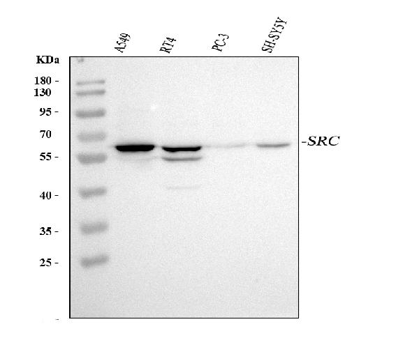 Western blot analysis of Src using anti-Src antibody (PB9059).