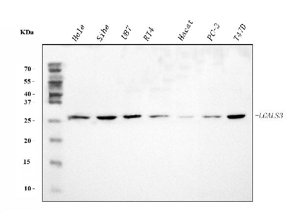 Western blot analysis of Galectin-3 using anti-Galectin-3 antibody (PB9081).