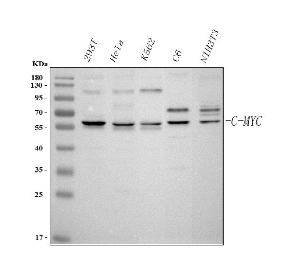 Western blot analysis of c-Myc using anti-c-Myc antibody (PB9092).