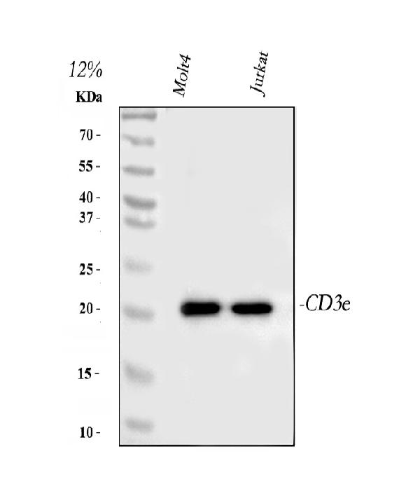 Western blot analysis of CD3E using anti-CD3E antibody (PB9093).