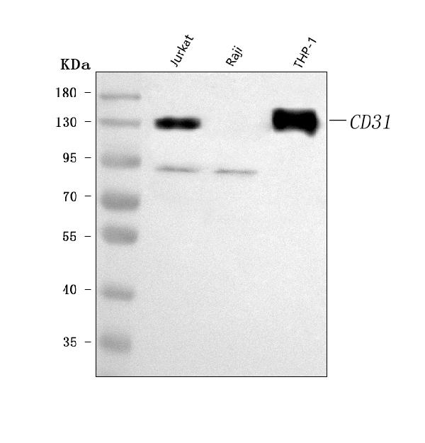 Western blot analysis of CD31/PECAM1 using anti-CD31/PECAM1 antibody (PB9094).