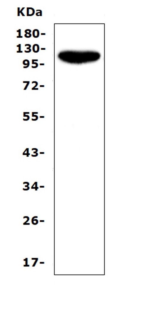 Western blot analysis of CD43 using anti-CD43 antibody (PB9095). Electrophoresis was performed on a 5-20% SDS-PAGE gel at 70V (Stacking gel) / 90V (Resolving gel) for 2-3 hours. The sample well of each lane was loaded with 50ug of sample under reducing conditions. Lane 1: human Jurkat whole cell lysates. After Electrophoresis, proteins were transferred to a Nitrocellulose membrane at 150mA for 50-90 minutes. Blocked the membrane with 5% Non-fat Milk/ TBS for 1.5 hour at RT. The membrane was incubated with rabbit anti-CD43 antigen affinity purified polyclonal antibody (Catalog # PB9095) at 0.5 μg/mL overnight at 4°C, then washed with TBS-0.1%Tween 3 times with 5 minutes each and probed with a goat anti-rabbit IgG-HRP secondary antibody at a dilution of 1:10000 for 1.5 hour at RT. The signal is developed using an Enhanced Chemiluminescent detection (ECL) kit (Catalog # EK1002) with Tanon 5200 system. A specific band was detected for CD43 at approximately 115KD. The expected band size for CD43 is at 40KD.