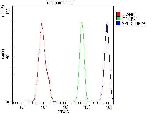 Flow Cytometry analysis of U937 cells using anti-APEX1 antibody (PB9128). Overlay histogram showing U937 cells stained with PB9128 (Blue line).The cells were blocked with 10% normal goat serum. And then incubated with rabbit anti-APEX1 Antibody (PB9128,1μg/1x106 cells) for 30 min at 20°C. DyLight®488 conjugated goat anti-rabbit IgG (BA1127, 5-10μg/1x106 cells) was used as secondary antibody for 30 minutes at 20°C. Isotype control antibody (Green line) was rabbit IgG (1μg/1x106) used under the same conditions. Unlabelled sample (Red line) was also used as a control.