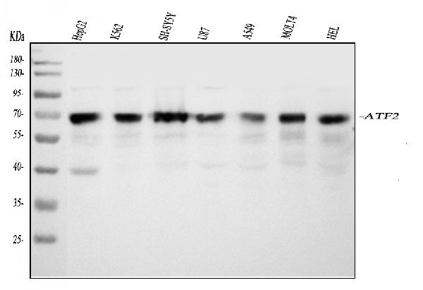 Western blot analysis of ATF2 using anti-ATF2 antibody (PB9131).