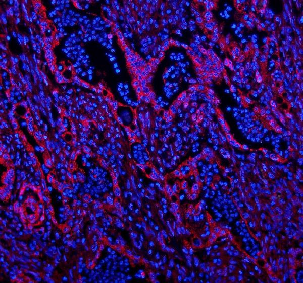 Caveolin-2/CAV2 Antibody