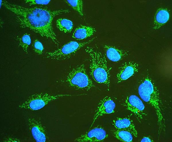 IF analysis of Hsp60 using anti-Hsp60 antibody (PB9337). Hsp60 was detected in immunocytochemical section of U20S cell. Enzyme antigen retrieval was performed using IHC enzyme antigen retrieval reagent (AR0022) for 15 mins. The cells were blocked with 10% goat serum. And then incubated with 2μg/mL rabbit anti-Hsp60 Antibody (PB9337) overnight at 4°C. DyLight®488 Conjugated Goat Anti-Rabbit IgG (BA1127) was used as secondary antibody at 1:100 dilution and incubated for 30 minutes at 37°C. The section was counterstained with DAPI. Visualize using a fluorescence microscope and filter sets appropriate for the label used.