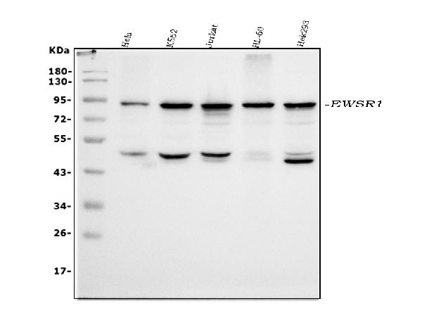 Western blot analysis of EWSR1 using anti-EWSR1 antibody (PB9585).