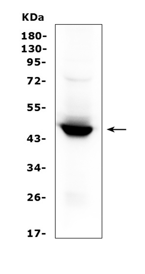 Western blot analysis of IDO1 using anti-IDO1 antibody (PB9603). Electrophoresis was performed on a 5-20% SDS-PAGE gel at 70V (Stacking gel) / 90V (Resolving gel) for 2-3 hours. The sample well of each lane was loaded with 50ug of sample under reducing conditions. Lane 1: human placenta tissue lysates. After Electrophoresis, proteins were transferred to a Nitrocellulose membrane at 150mA for 50-90 minutes. Blocked the membrane with 5% Non-fat Milk/ TBS for 1.5 hour at RT. The membrane was incubated with rabbit anti-IDO1 antigen affinity purified polyclonal antibody (Catalog # PB9603) at 0.5 μg/mL overnight at 4°C, then washed with TBS-0.1%Tween 3 times with 5 minutes each and probed with a goat anti-rabbit IgG-HRP secondary antibody at a dilution of 1:10000 for 1.5 hour at RT. The signal is developed using an Enhanced Chemiluminescent detection (ECL) kit (Catalog # EK1002) with Tanon 5200 system. A specific band was detected for IDO1 at approximately 45KD. The expected band size for IDO1 is at 45KD.